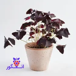 گیاه گلدانی اگزالیس
