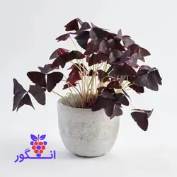 گیاه گلدانی اگزالیس