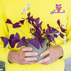 گیاه گلدانی اگزالیس