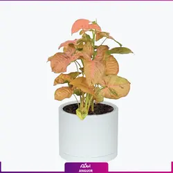 گیاه گلدانی سینگونیوم صورتی