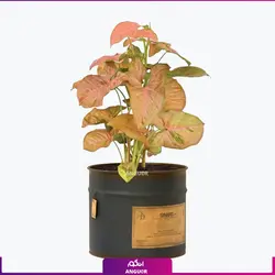 گیاه گلدانی سینگونیوم صورتی