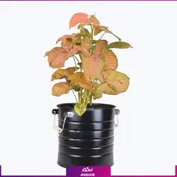 گیاه گلدانی سینگونیوم صورتی