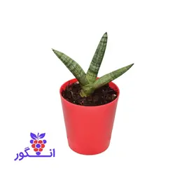 گیاه گلدانی سانسوریا بونسل (سایز کوچک)