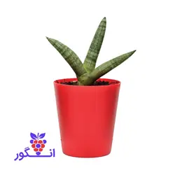 گیاه گلدانی سانسوریا بونسل (سایز کوچک)
