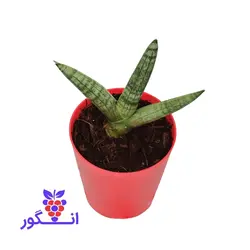گیاه گلدانی سانسوریا بونسل (سایز کوچک)