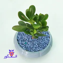 گیاه خوش شانسی یشم از خانواده کراسولا