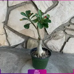 گل گلدانی رومیزی آدنیوم مناسب برای هدیه | انگور