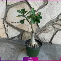 گل گلدانی رومیزی آدنیوم مناسب برای هدیه | انگور