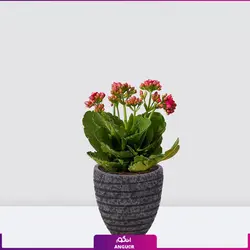 خرید آنلاین گیاه گلدانی کالانکوئه قرمز | گلفروشی آنلاین انگور