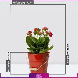 خرید آنلاین گیاه گلدانی کالانکوئه قرمز | گلفروشی آنلاین انگور