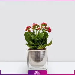 خرید آنلاین گیاه گلدانی کالانکوئه قرمز | گلفروشی آنلاین انگور
