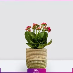 خرید آنلاین گیاه گلدانی کالانکوئه قرمز | گلفروشی آنلاین انگور