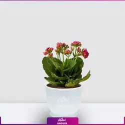 خرید آنلاین گیاه گلدانی کالانکوئه قرمز | گلفروشی آنلاین انگور