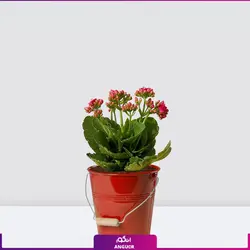 خرید آنلاین گیاه گلدانی کالانکوئه قرمز | گلفروشی آنلاین انگور