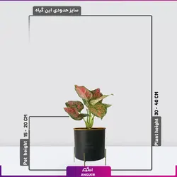 گیاه گلدانی آگلونمای صورتی