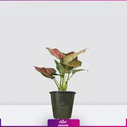 گیاه گلدانی آگلونمای صورتی