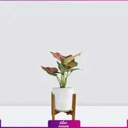 گیاه گلدانی آگلونمای صورتی