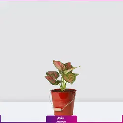 گیاه گلدانی آگلونمای صورتی