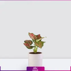 گیاه گلدانی آگلونمای صورتی