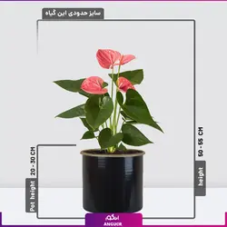 خرید گل آنتوریوم صورتی زیبا برای هدیه دادن | گلفروشی آنلاین انگور