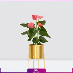 خرید گل آنتوریوم صورتی زیبا برای هدیه دادن | گلفروشی آنلاین انگور