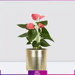خرید گل آنتوریوم صورتی زیبا برای هدیه دادن | گلفروشی آنلاین انگور