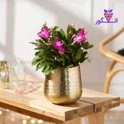 گل کاکتوس کریسمس | انگور