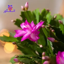 گل کاکتوس کریسمس | انگور