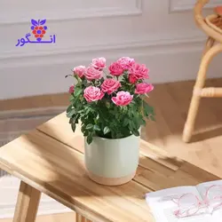 گل رز مینیاتوری صورتی