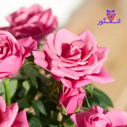 گل رز مینیاتوری صورتی