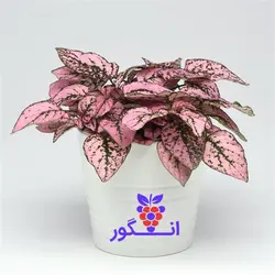 گیاه آپارتمانی گل سنگ (رنگ صورتی)