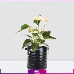 خرید گلدان آنتوریوم سفید زیبا برای هدیه دادن | گلفروشی آنلاین انگور