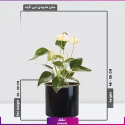 خرید گلدان آنتوریوم سفید زیبا برای هدیه دادن | گلفروشی آنلاین انگور