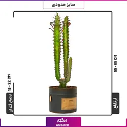 گلدان کاکتوس افوربیای قرمز سایز کوچک | انگور