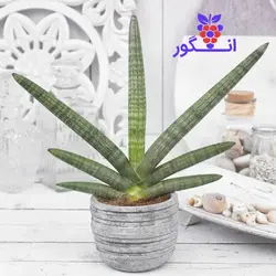 گیاه آپارتمانی سانسوریا بونسل