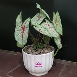 گیاه آپارتمانی کالادیوم