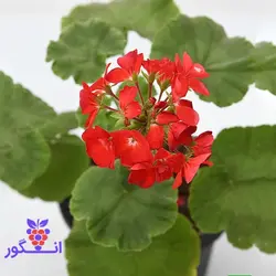 گل شمعدانی رنگ قرمز
