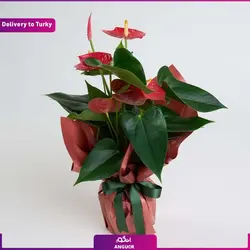 گیاه اسپاتی فیلیوم (ارسال گل به ترکیه) | انگور