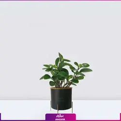 گلدان برگ قاشقی (پپرومیا)