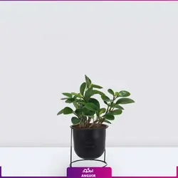 گلدان برگ قاشقی (پپرومیا)