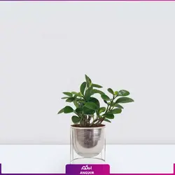 گلدان برگ قاشقی (پپرومیا)