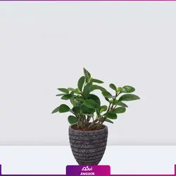 گلدان برگ قاشقی (پپرومیا)