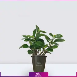 گلدان برگ قاشقی (پپرومیا)