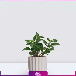 گلدان برگ قاشقی (پپرومیا)