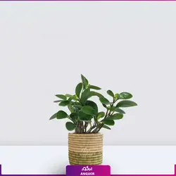 گلدان برگ قاشقی (پپرومیا)