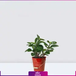 گلدان برگ قاشقی (پپرومیا)