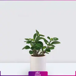 گلدان برگ قاشقی (پپرومیا)