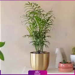 گلدان گیاه شامادورا متوسط با گلدان طلایی