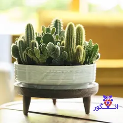 گلدان کاکتوس