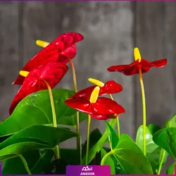 کوکداما هدیه آنتوریوم